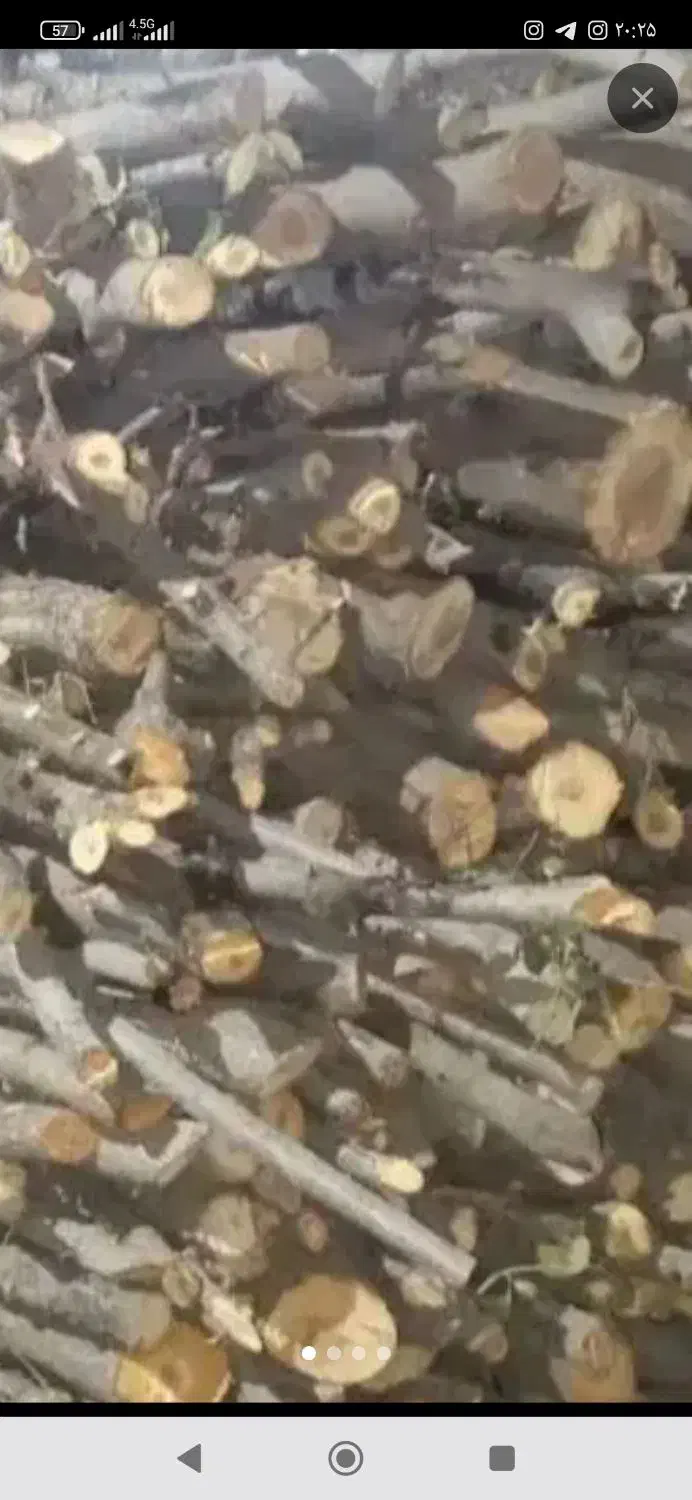 خرید چوب|خدمات باغبانی و درختکاری|نیشابور, دارایی|دیوار