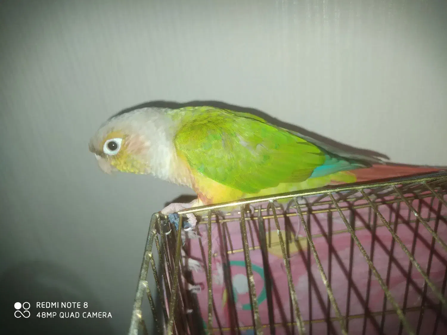 فقط جفت گیری|پرنده|رشت, شهرک صبا|دیوار