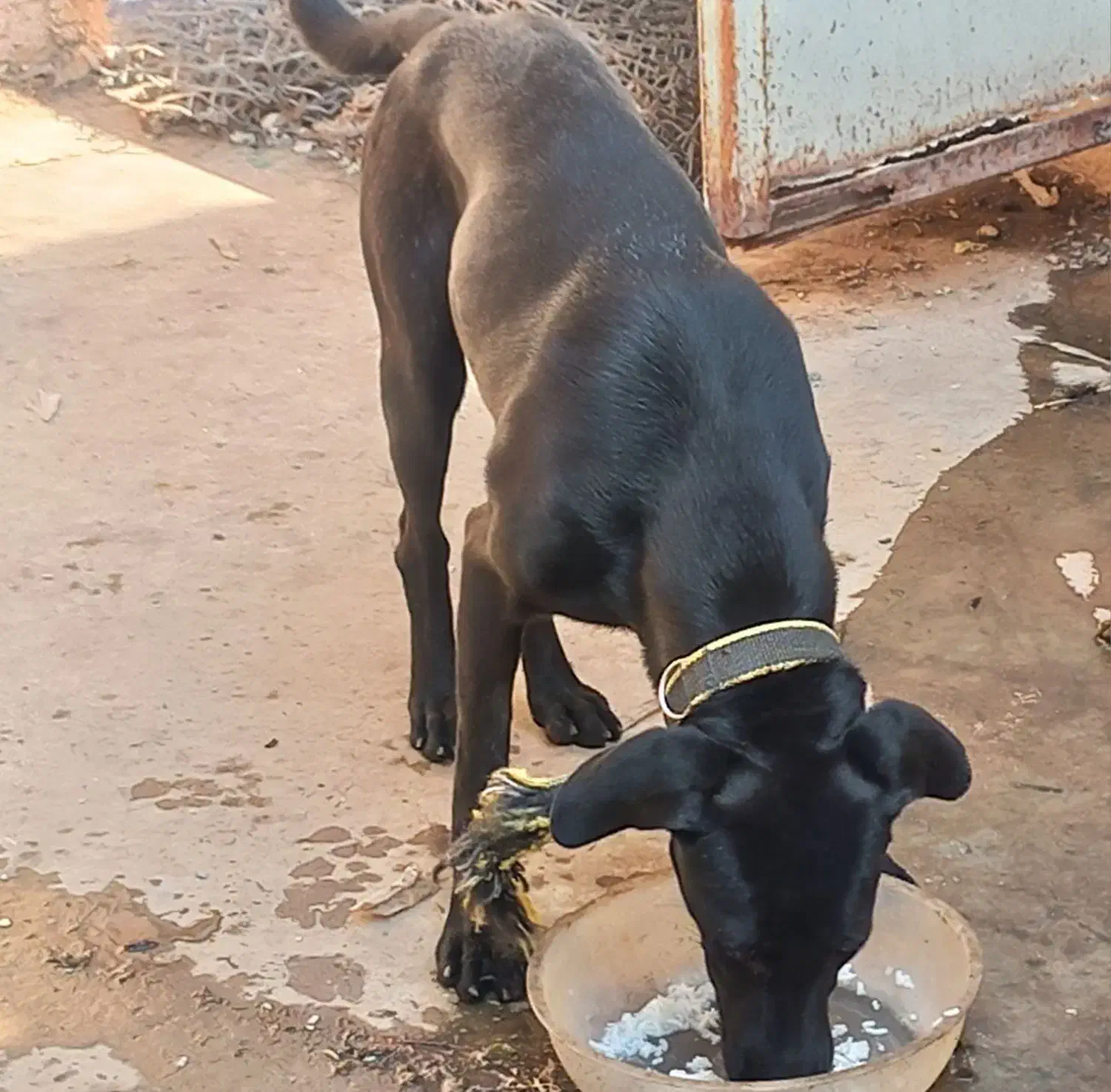 پیتبول آمریکایی ۸ ماهه|سگ|شوشتر, |دیوار