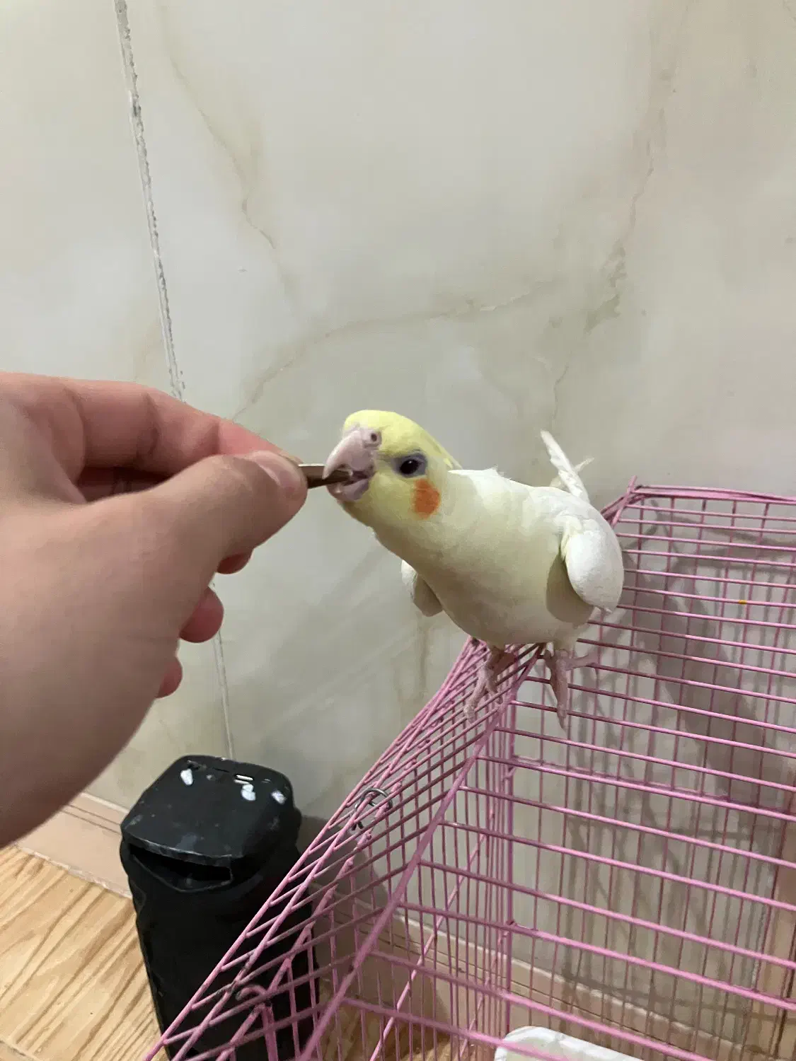 عروس هلندی ۲ماه ۱۵روزه|پرنده|مهران (ایلام), |دیوار