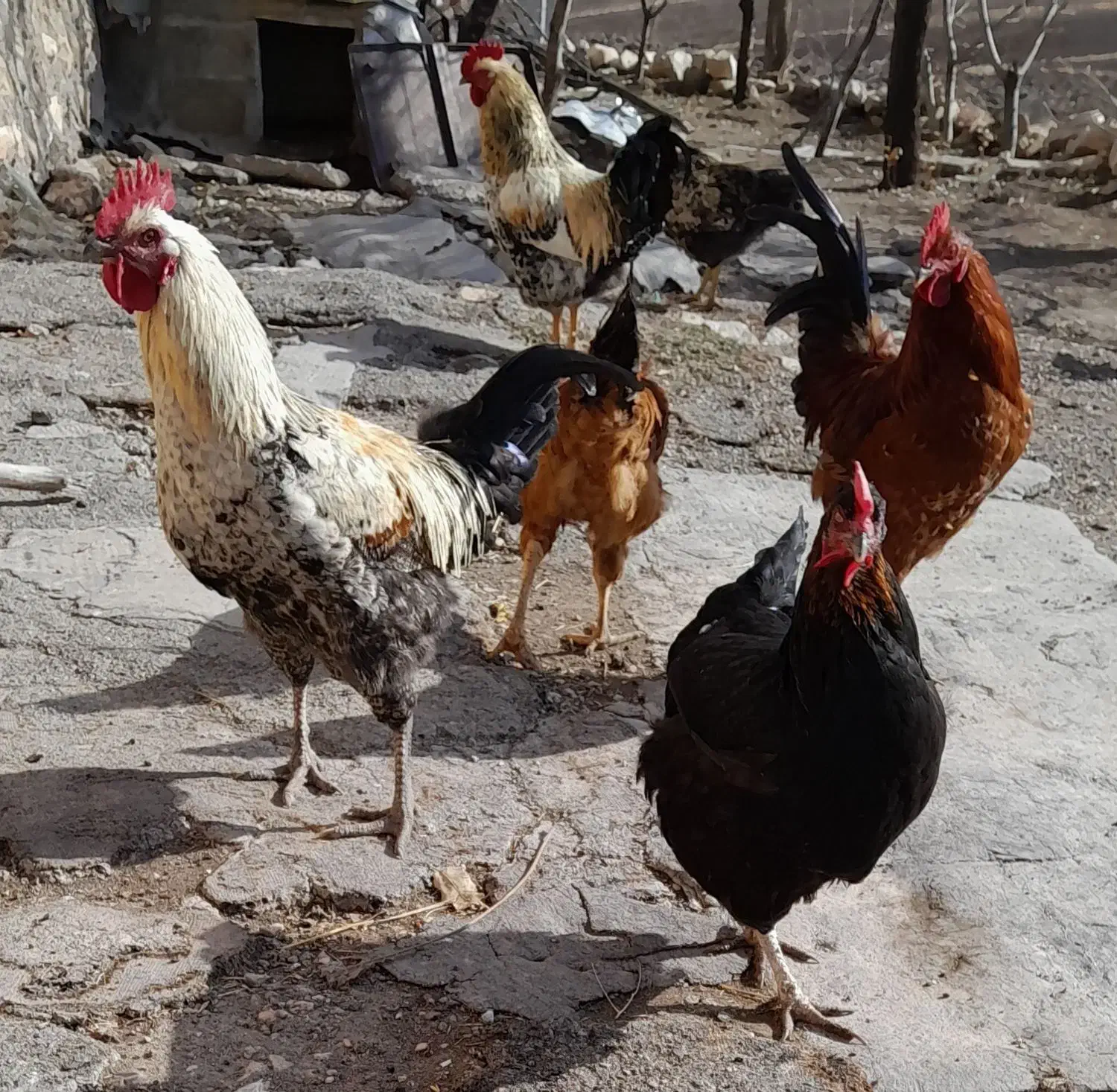 خروس|حیوانات مزرعه|گهواره, |دیوار