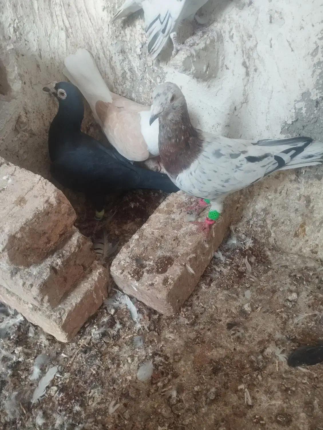 کبوتر|پرنده|بشاریات, |دیوار