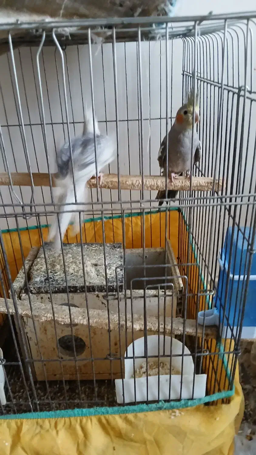 عروس هلندی کشیده و سرحال نژاد وایت فیس و سینامون|پرنده|آبادان, |دیوار