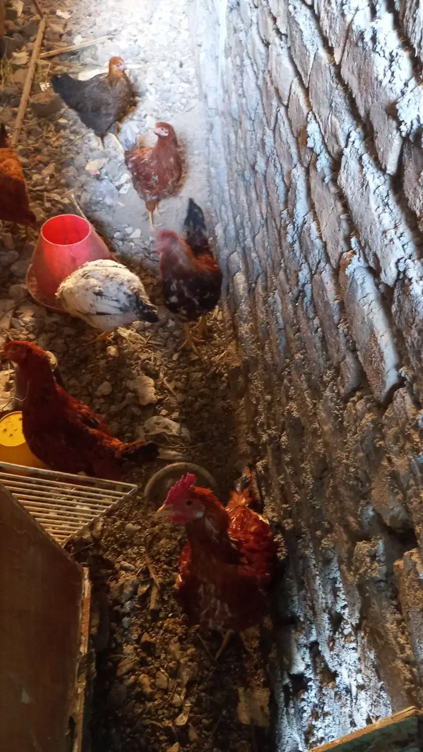 جوجه ۱۰ماهه|حیوانات مزرعه|مشهد, شهرک مطهری|دیوار