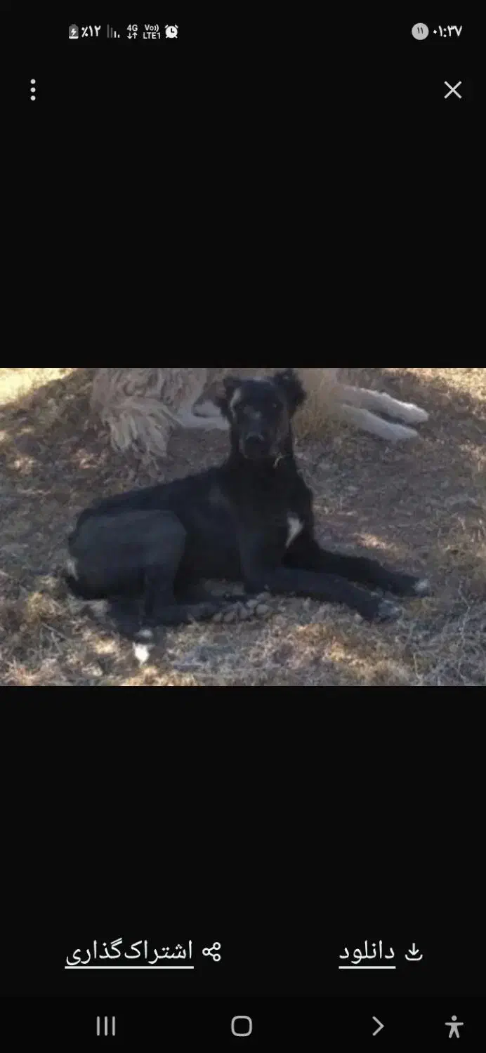 سگ گمشده|حیوانات|بوانات, |دیوار