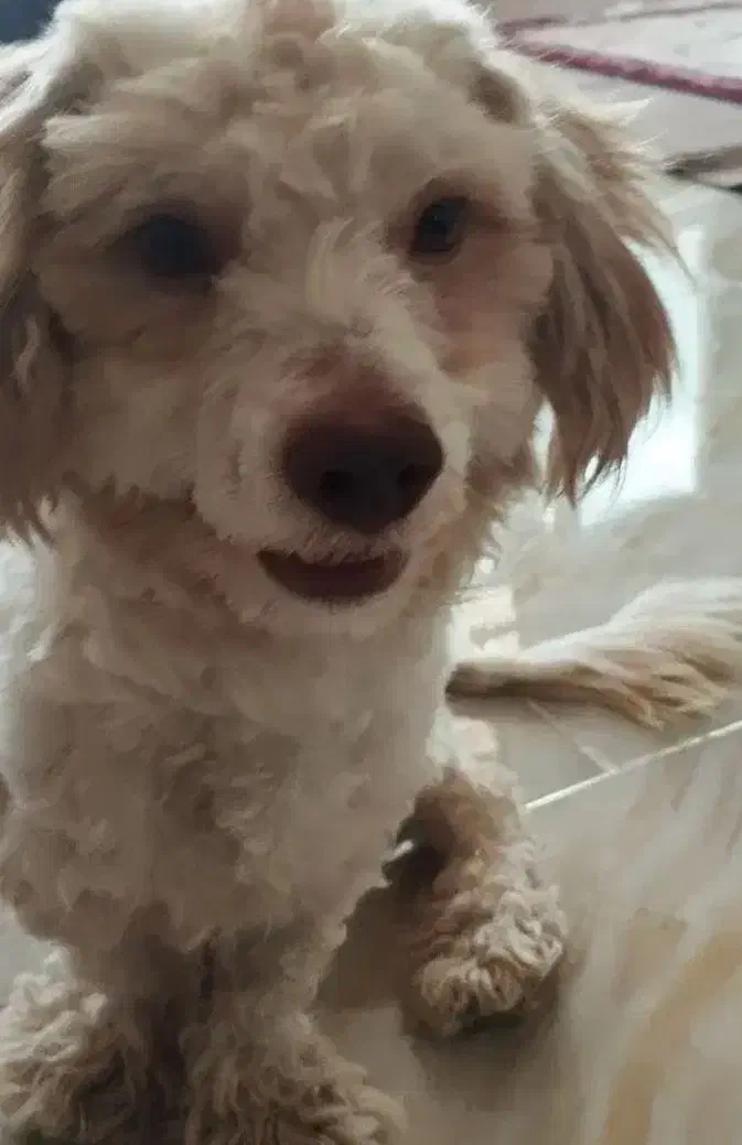 سگ شیتزو|سگ|سرپل ذهاب, |دیوار