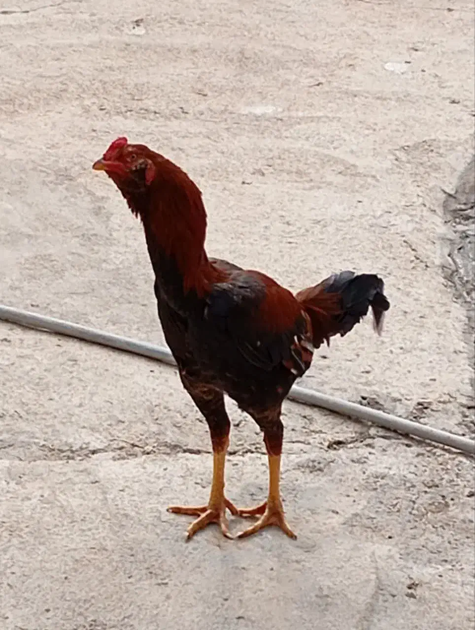 خروس لاری|حیوانات مزرعه|قزوین, |دیوار