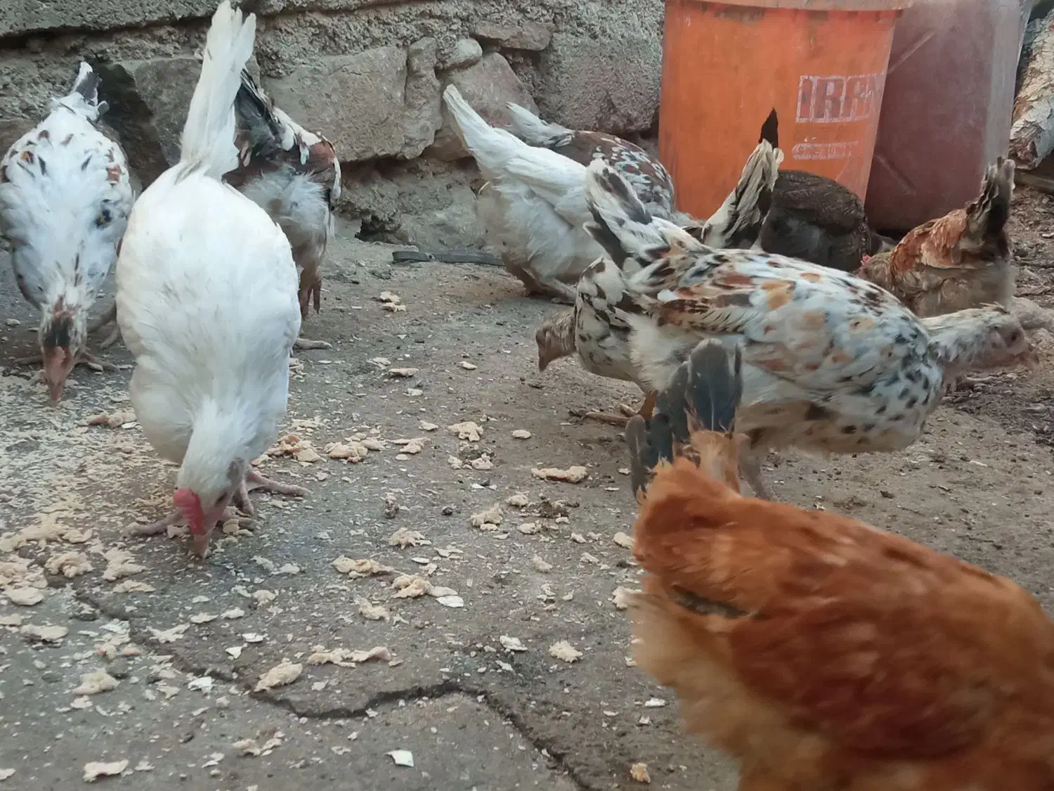 تیله محلی لنده|حیوانات مزرعه|لنده, |دیوار