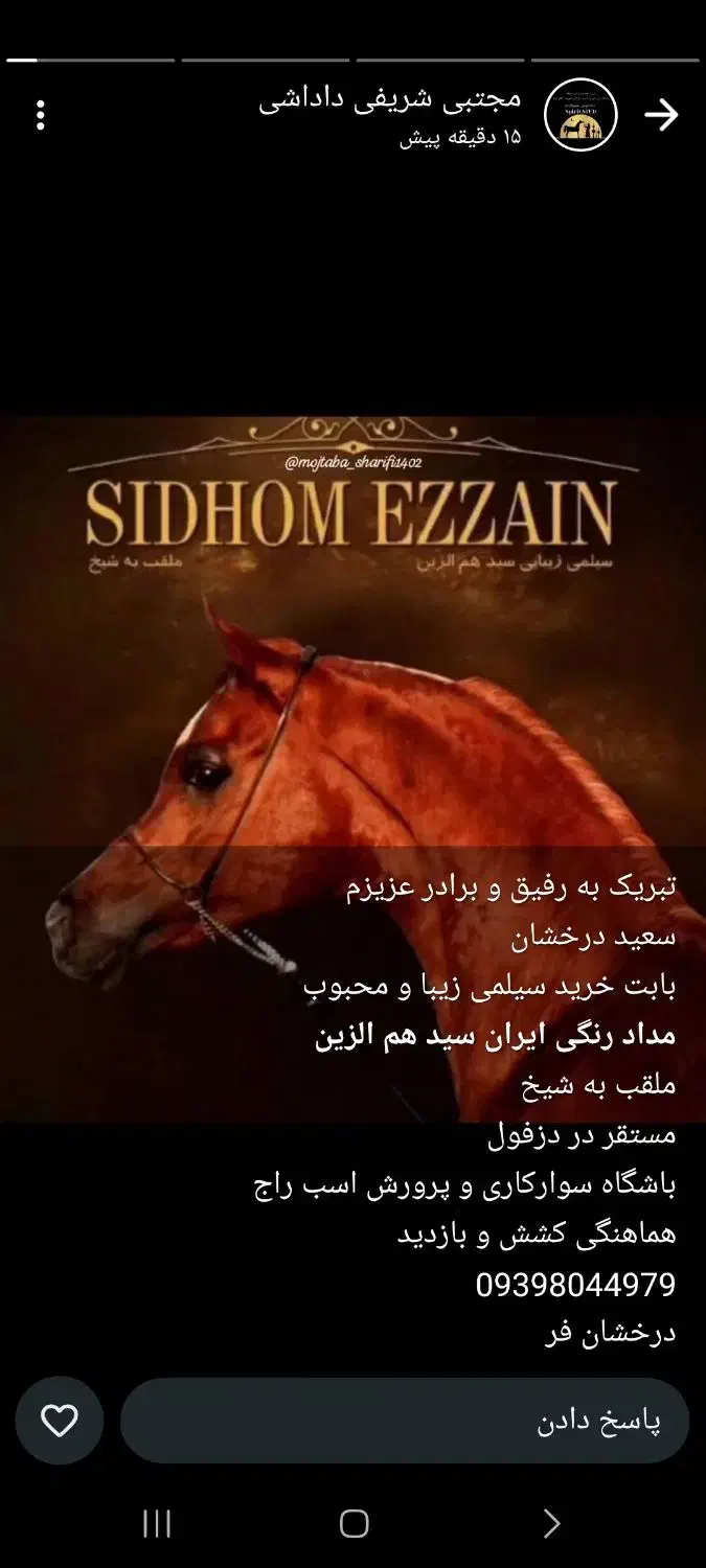 اسب دوسر مصری|اسب و تجهیزات اسب‌سواری|دزفول, |دیوار