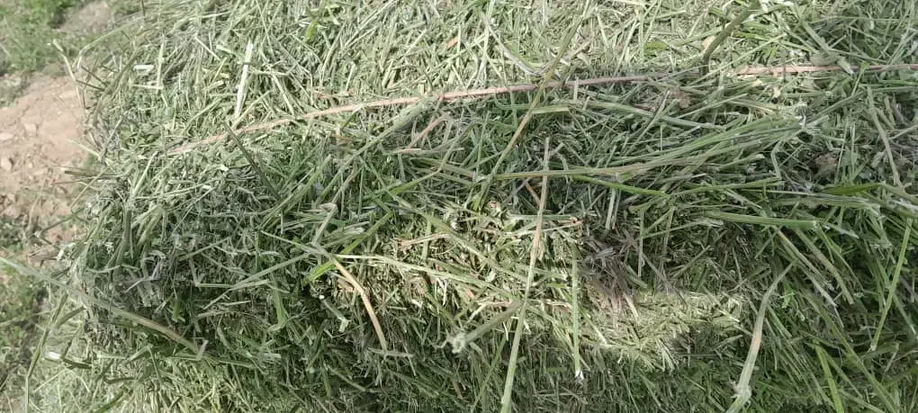 یونجه خردشده وپرس|حیوانات مزرعه|سپیدان, |دیوار