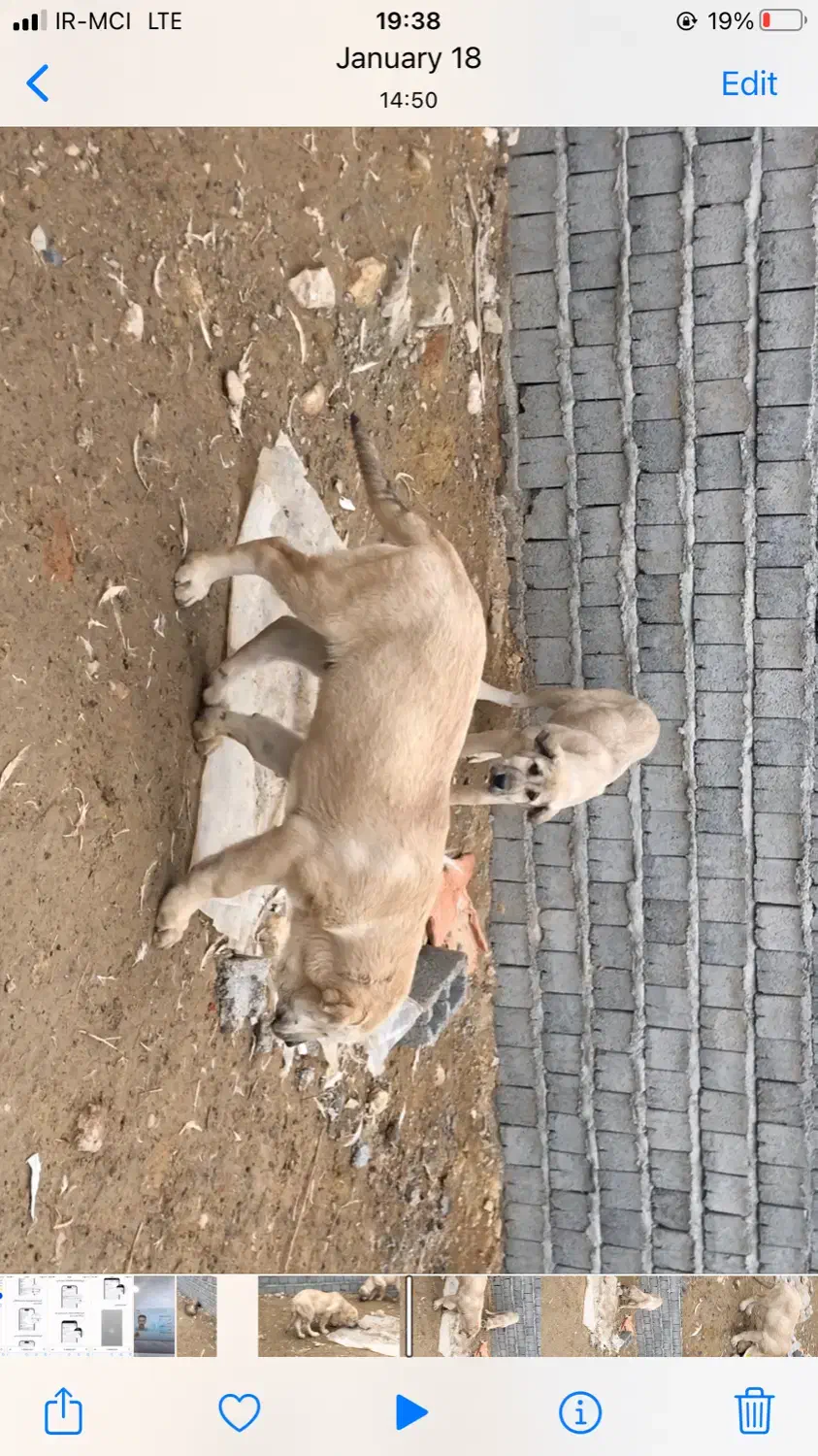 2 تا توله دزدیده شده|حیوانات|محمدبار, |دیوار