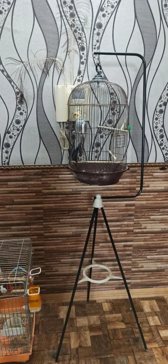 عروس هلندی نر|پرنده|کاشان, امام خمینی|دیوار