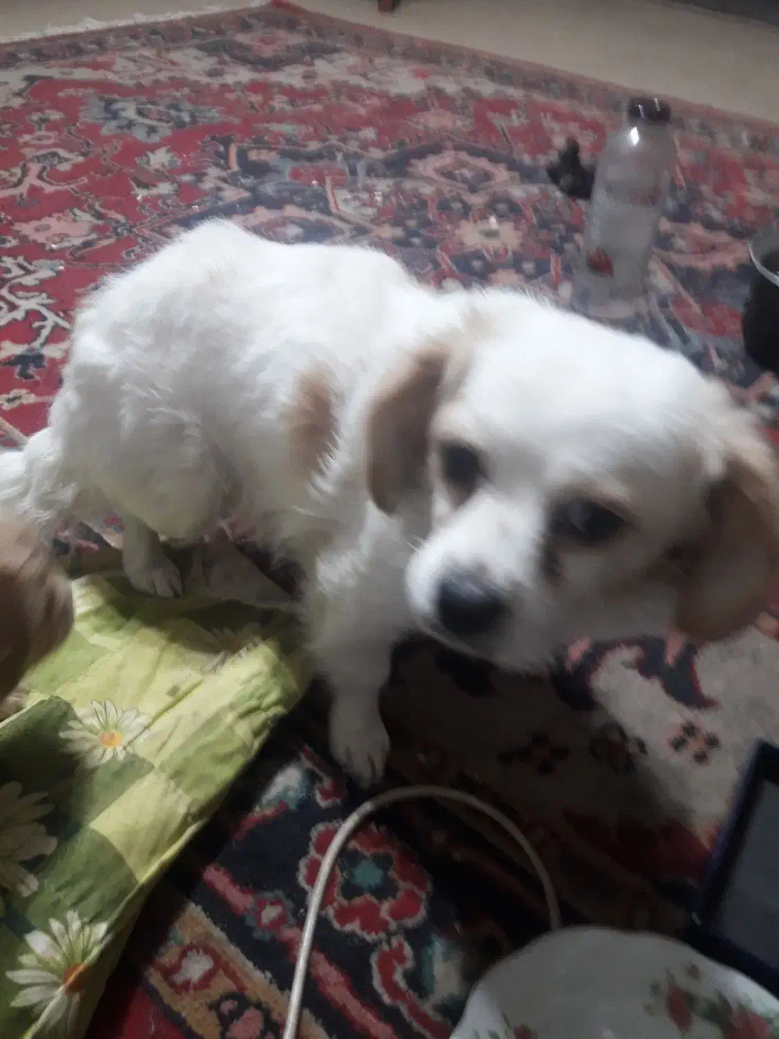 سگ پاکوتاه|سگ|مراغه, |دیوار