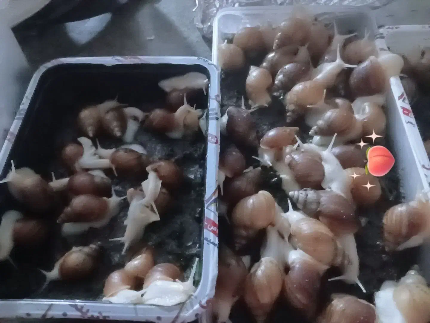 حلزون 25 عدد دانه ای 250 جفتی 500|خزنده|بم, |دیوار