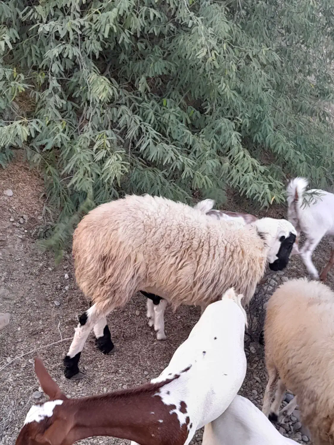 بره نر|حیوانات مزرعه|قلعه قاضی, |دیوار