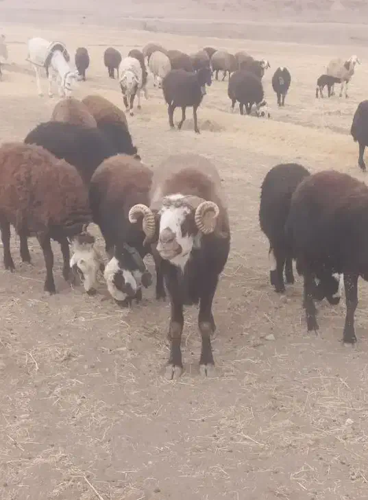 دوعدد قوچ روزگاری|حیوانات مزرعه|داران, |دیوار