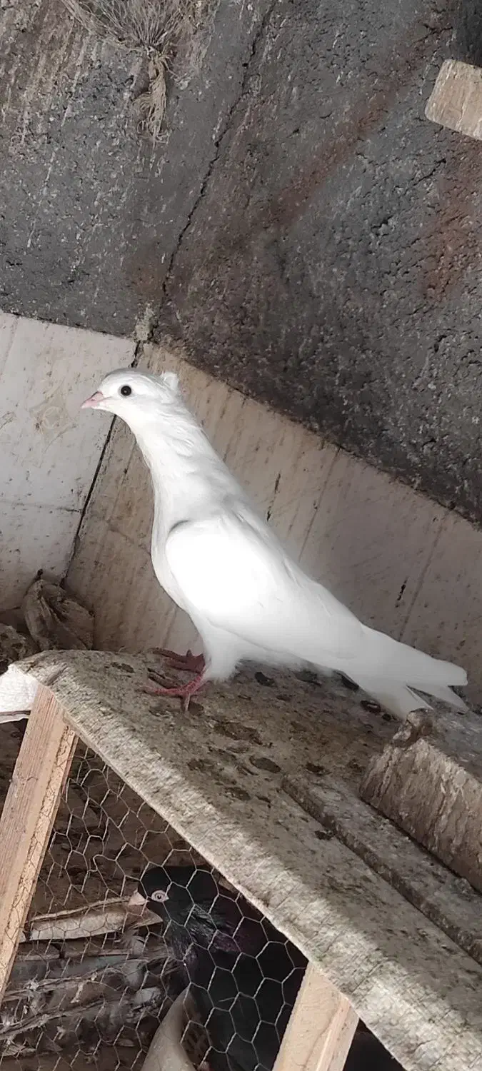 جوجه سفید چشم سفید اراکی|پرنده|جیرفت, |دیوار