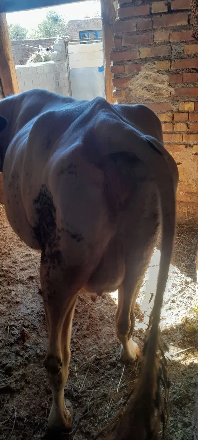 گاو شیری سالم وسرحال|حیوانات مزرعه|خواجه, |دیوار