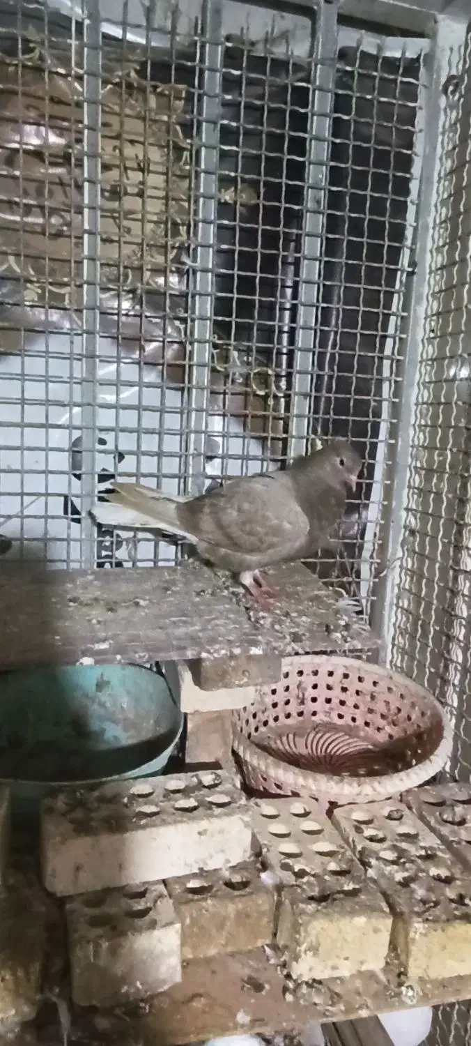 قفس بزرگ|لوازم جانبی حیوانات|خرمشهر, |دیوار