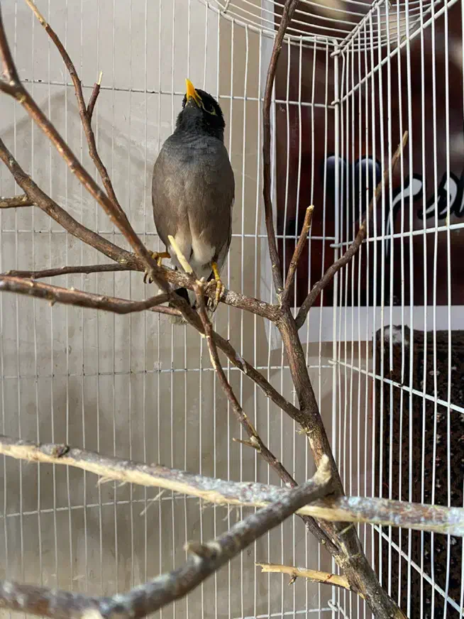 مرغ مینا سخنگو|پرنده|شیراز, پانصد دستگاه ارتش|دیوار