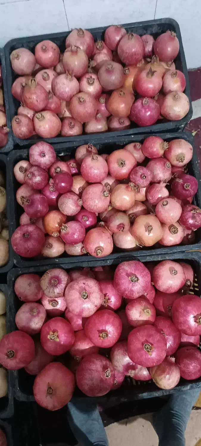 ۲۵۰کیلو انار درجه یک|گل و گیاه طبیعی|سیدان, |دیوار