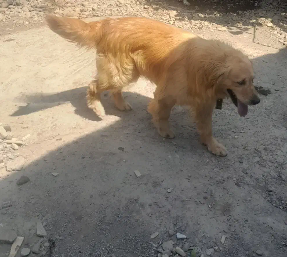 گلدن نربااصالت جهت کشش با گلدن ماده شما|سگ|لاهیجان, بازکیاگوراب|دیوار