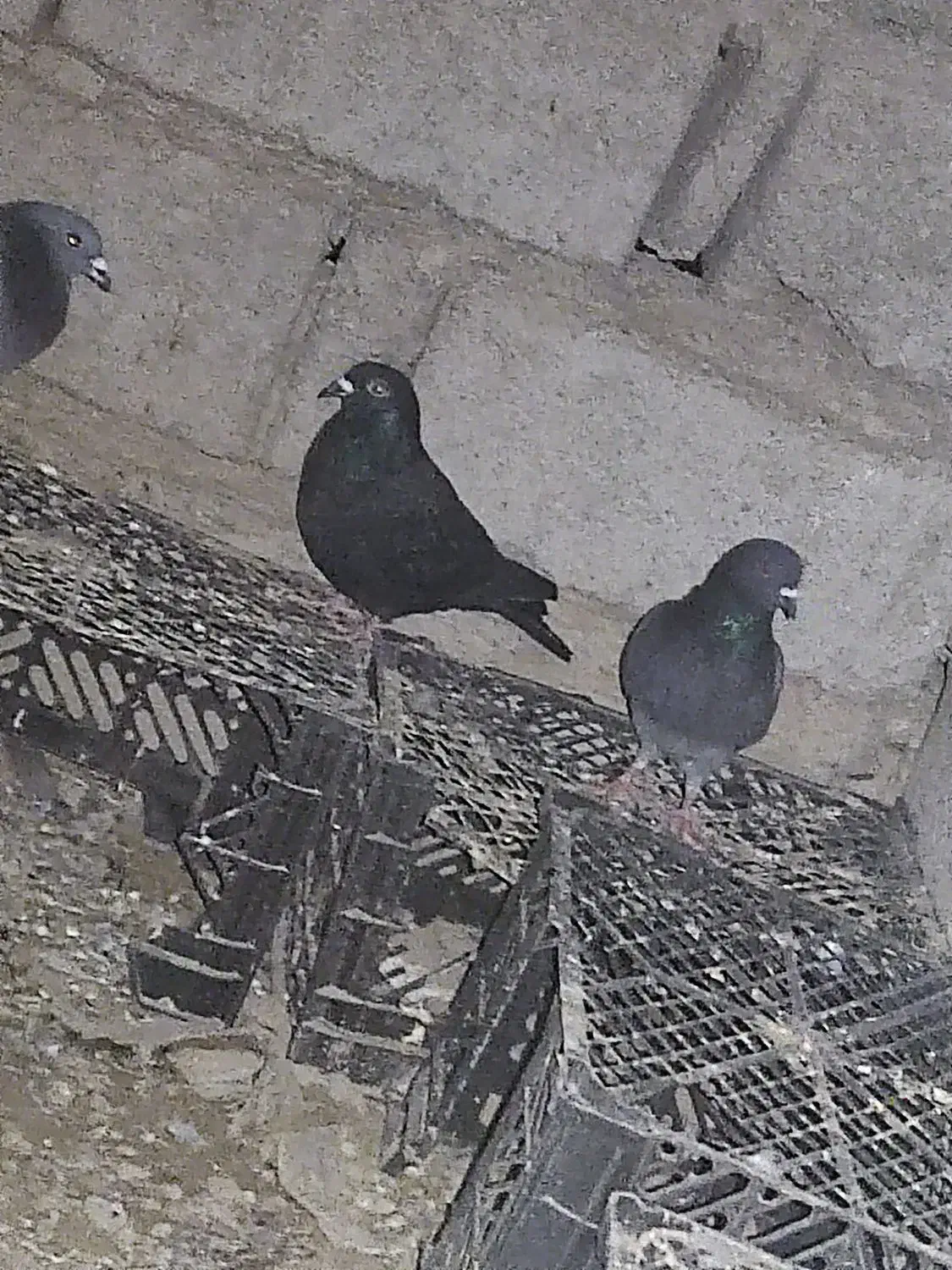 کبوتر|پرنده|سراوان, |دیوار