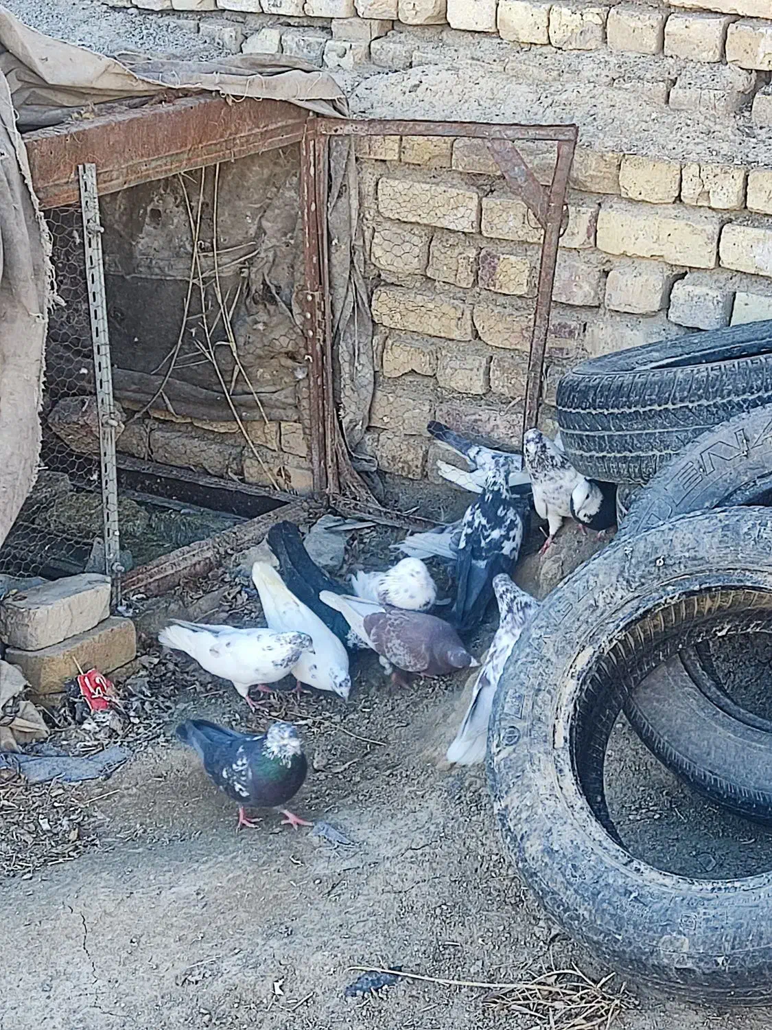 کبوتر فروشی|پرنده|مبارکه, |دیوار