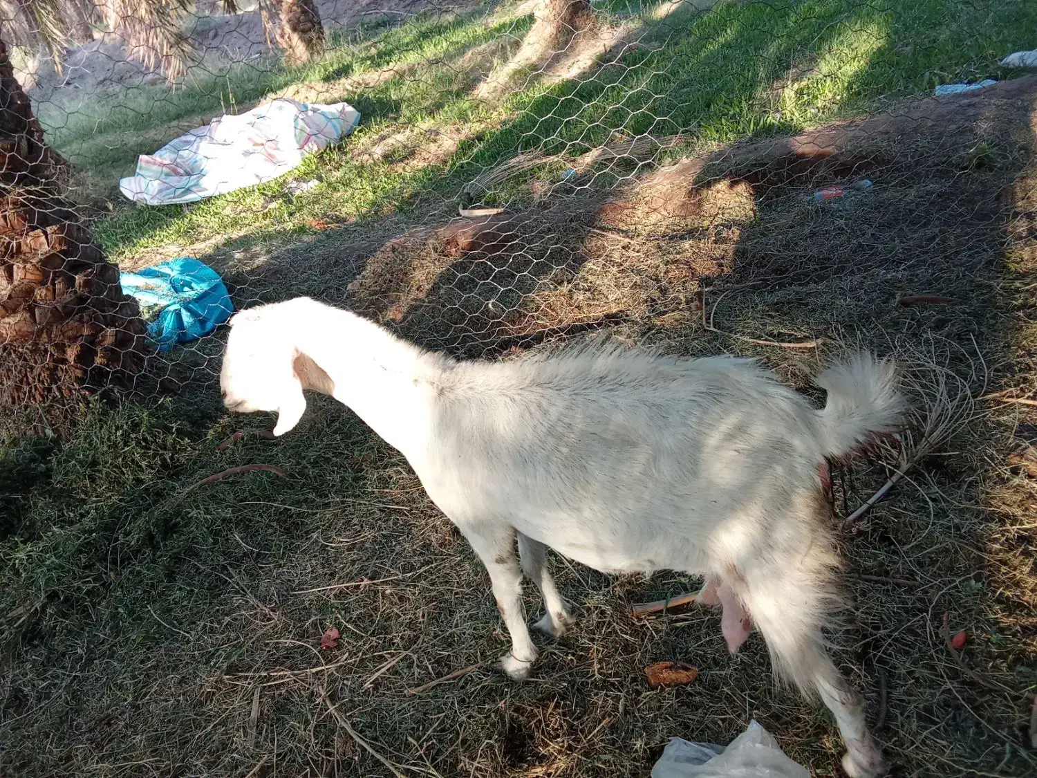 گوسفند رشتی|حیوانات مزرعه|نگین کویر, |دیوار