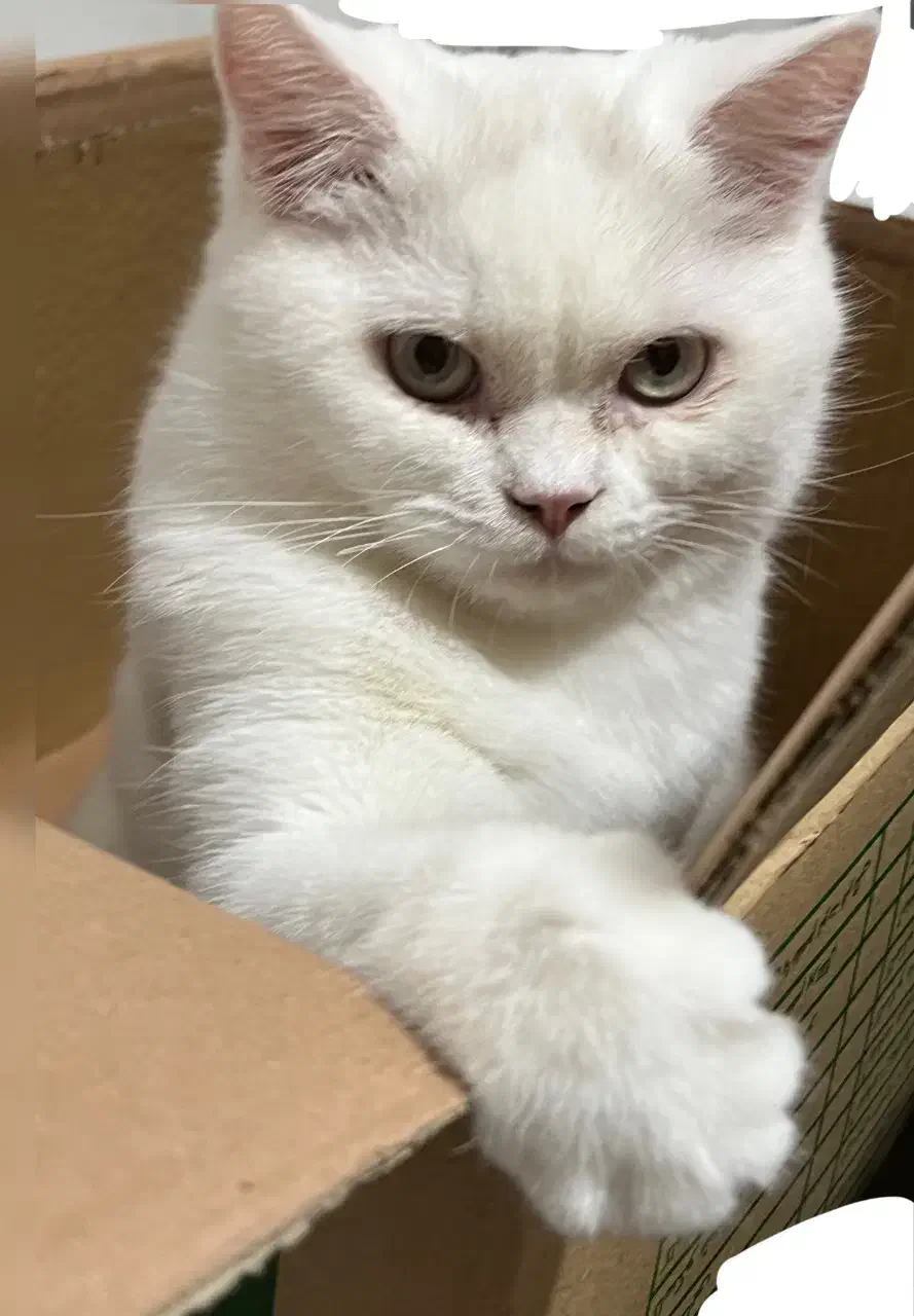 گربه|گربه|زاهدان, |دیوار