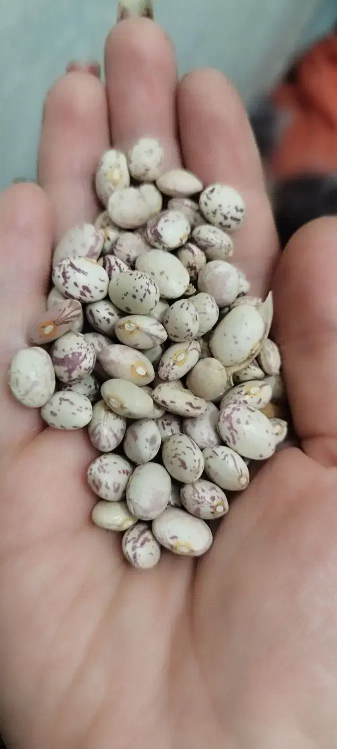 حبوبات درجه یک|خوردنی و آشامیدنی|شیراز, طلاب|دیوار