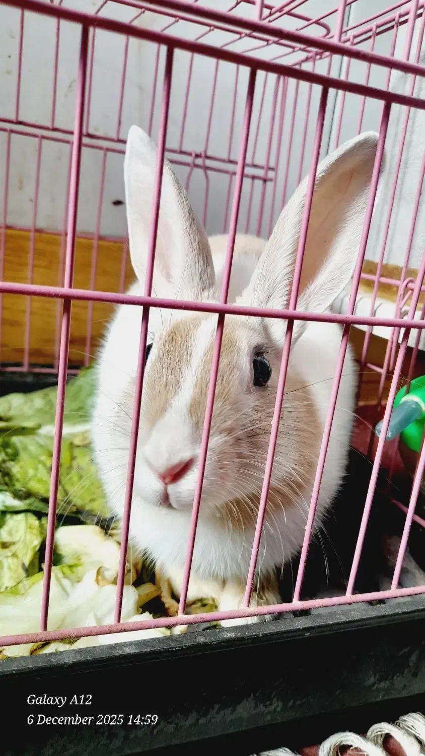 فروش فوری خرگوش|موش و خرگوش|خرم‌آباد, |دیوار