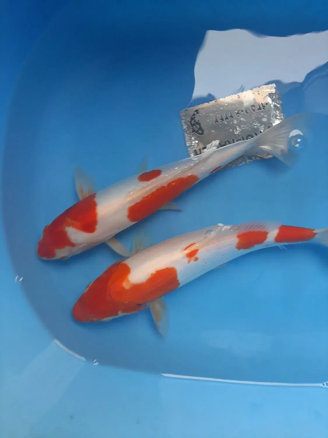 کوی دویتسو و اصیل|ماهی|تهران, دریاچه شهدای خلیج فارس|دیوار