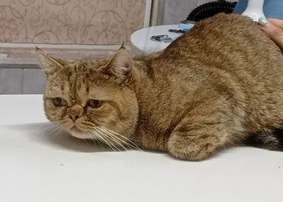 گربه نر جفت گیری|گربه|فردیس, شهرک راه آهن|دیوار