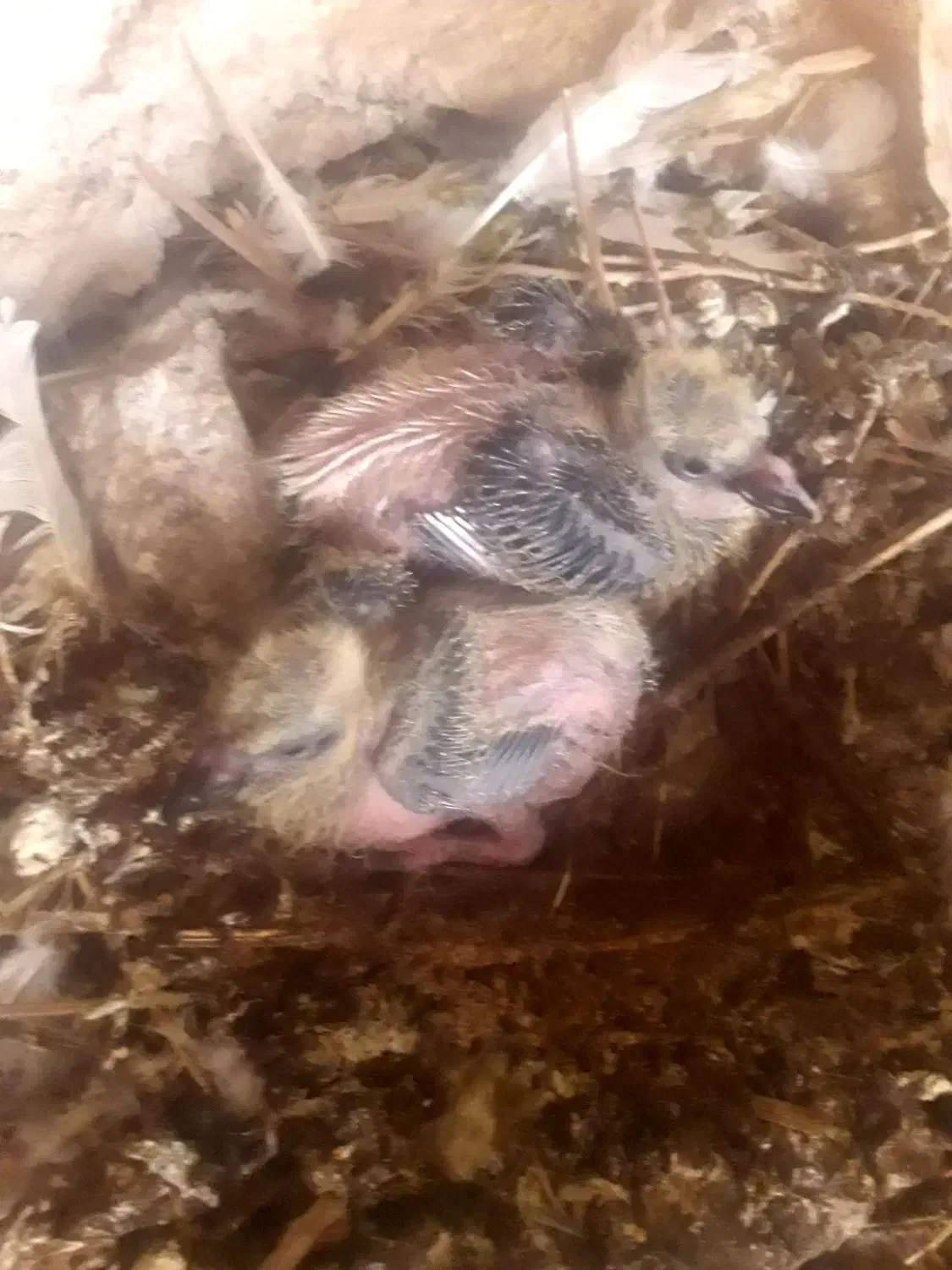 کبوتر بهبهانی|پرنده|لار, |دیوار