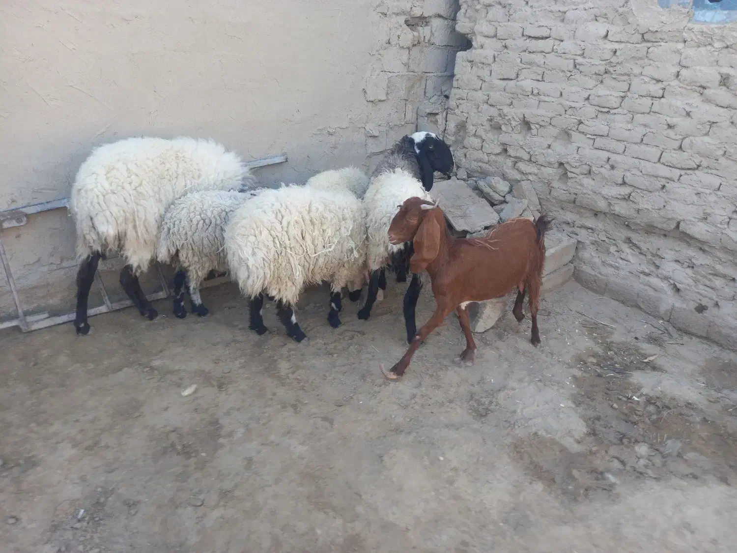 گوسفند وبره|حیوانات مزرعه|زابل, |دیوار