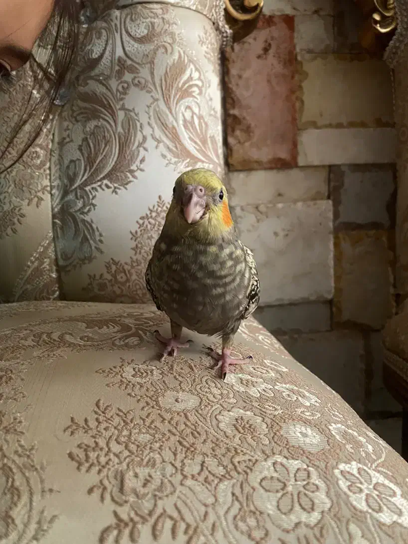 گمشده|حیوانات|رفسنجان, |دیوار