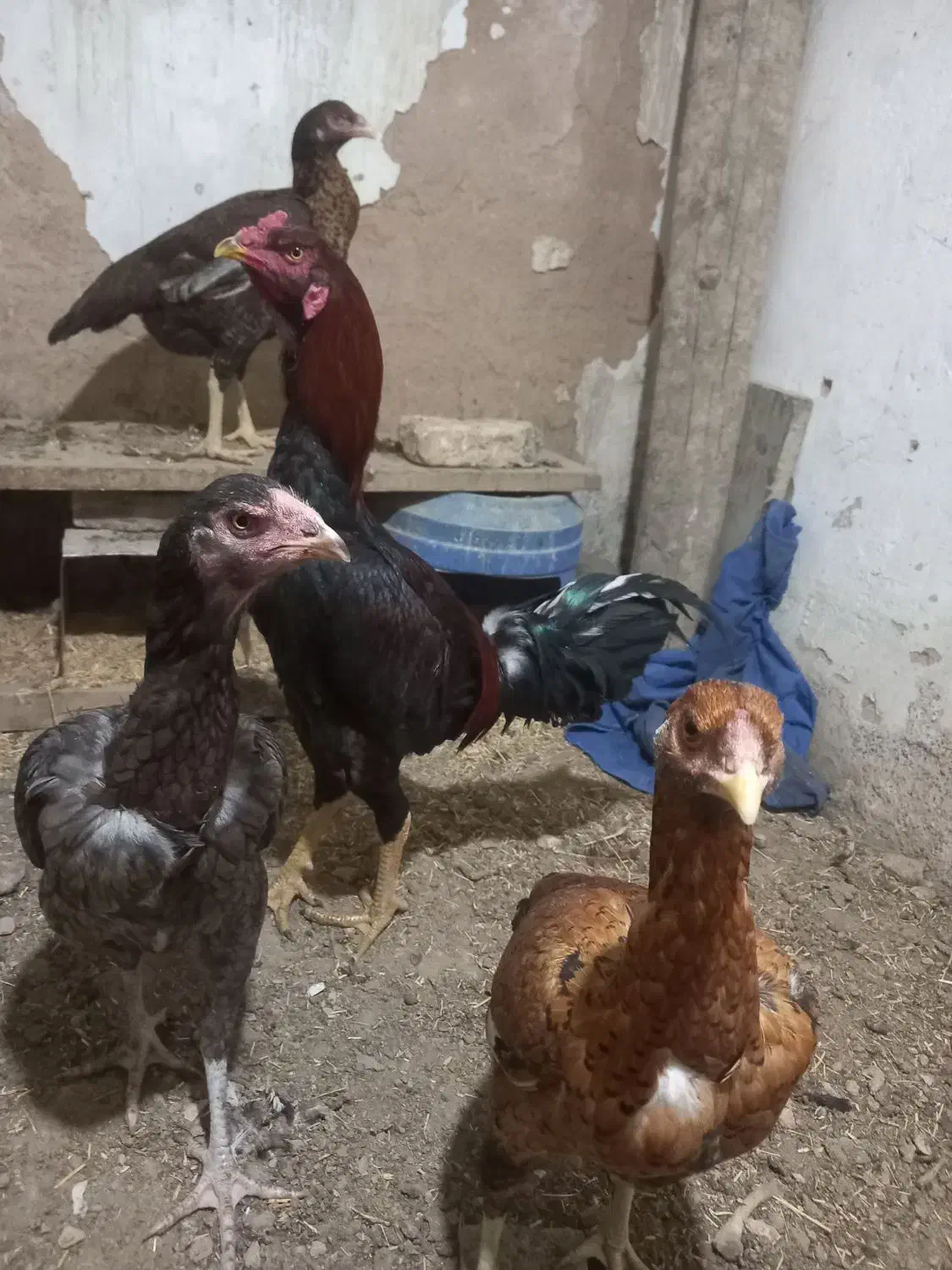 تخم لاری|حیوانات مزرعه|نجف‌آباد, یزدانشهر|دیوار