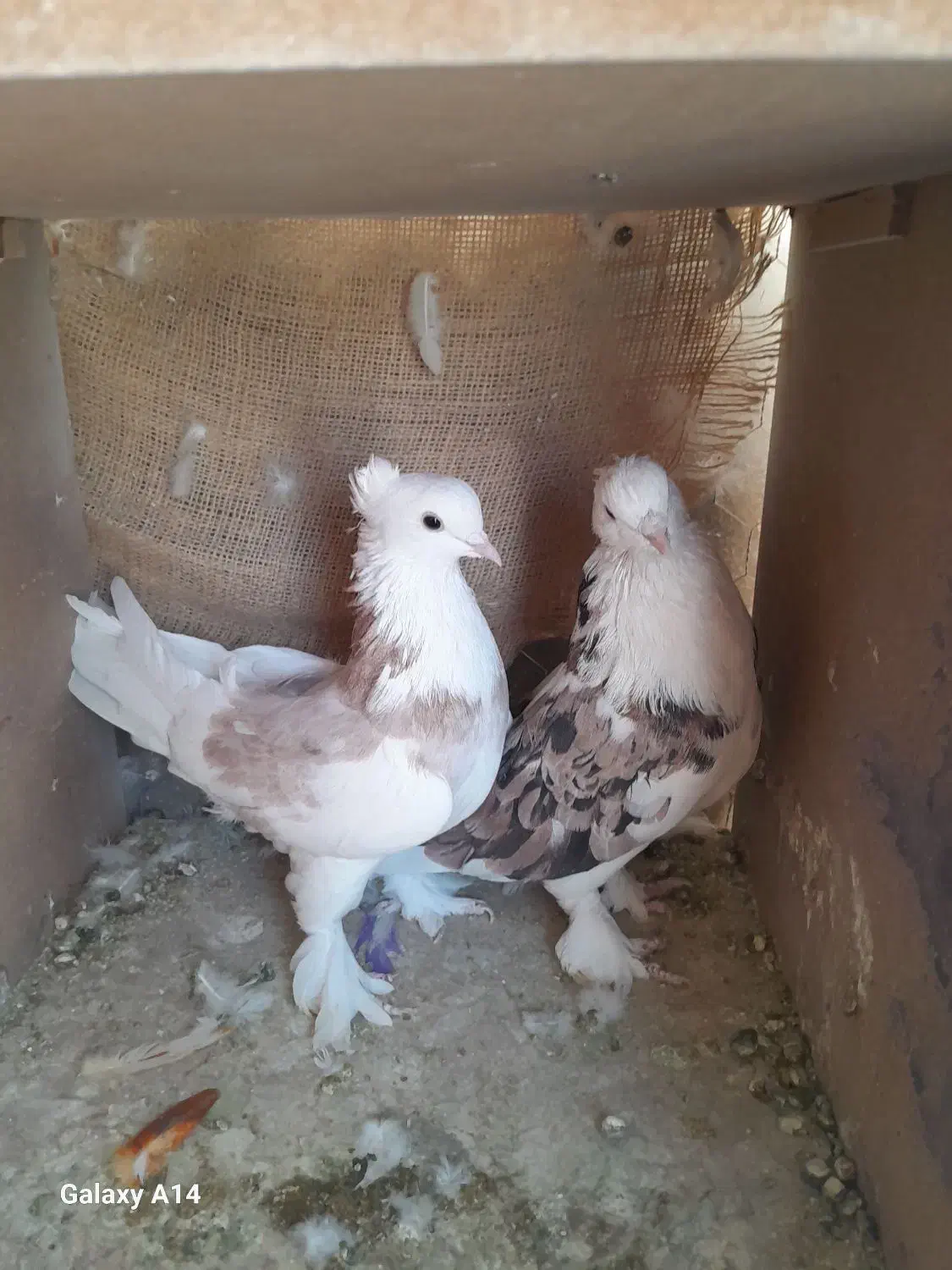 کبوتر هما کاکلی|پرنده|تهران, بازار|دیوار