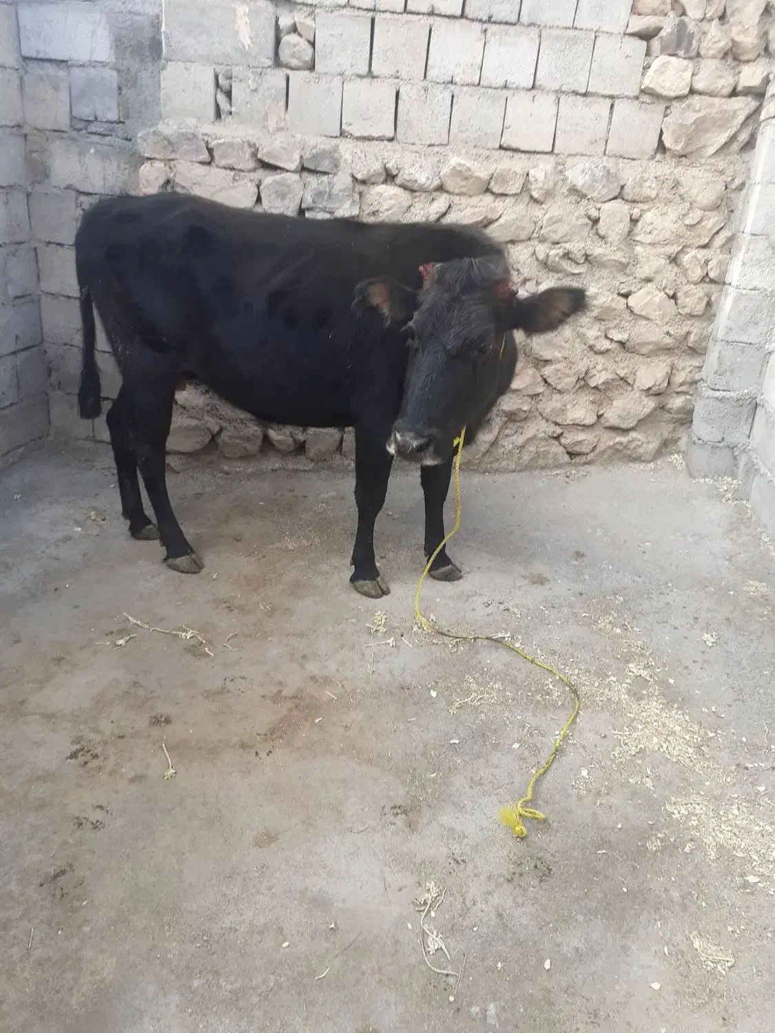 گاو حامله|حیوانات مزرعه|قره ضیاالدین, |دیوار