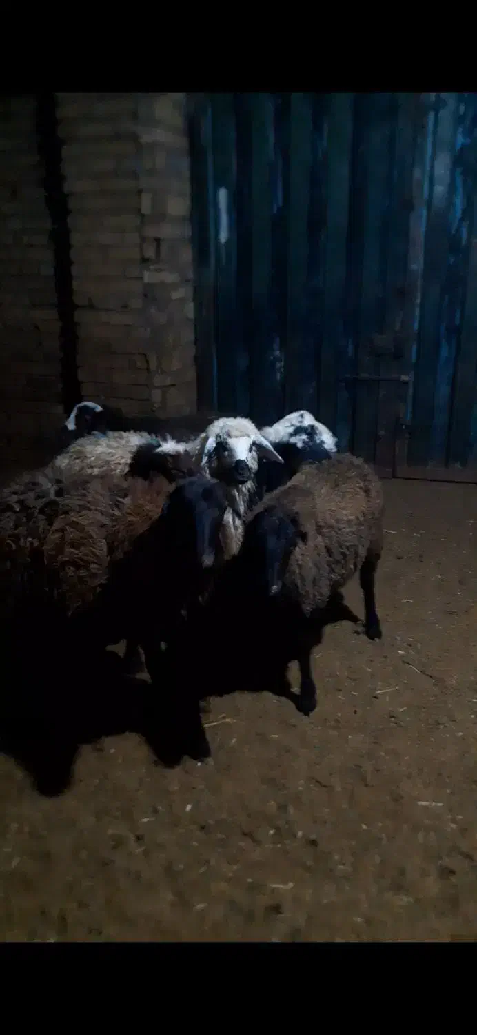 میش.بره نرو ماده|حیوانات مزرعه|زرندیه, |دیوار