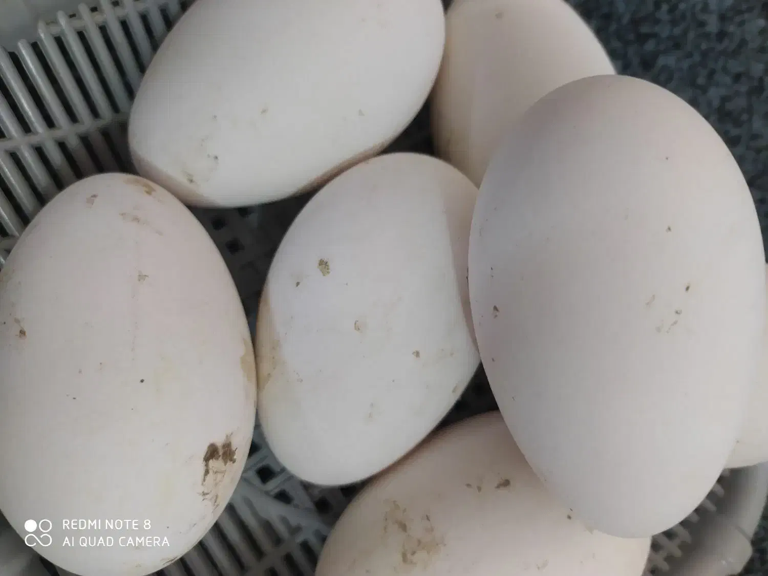 حیوانات مزرعه|حیوانات مزرعه|دزفول, |دیوار