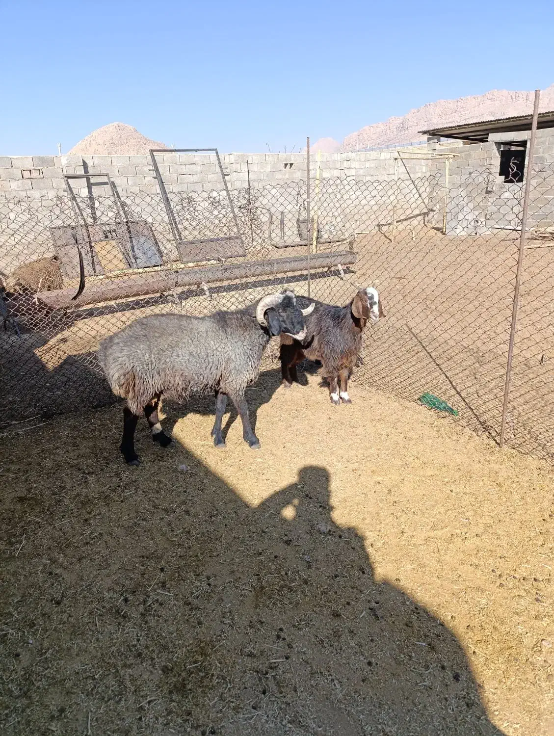 فروش بره قوچ|حیوانات مزرعه|سرچهان, |دیوار