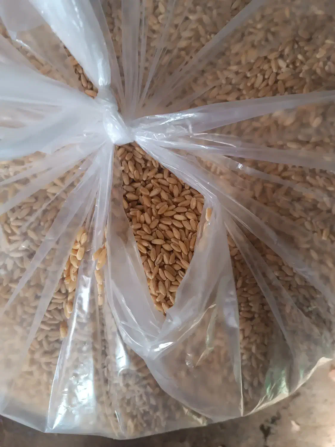 گندم ودانه گندم|گل و گیاه طبیعی|زنجانرود, |دیوار