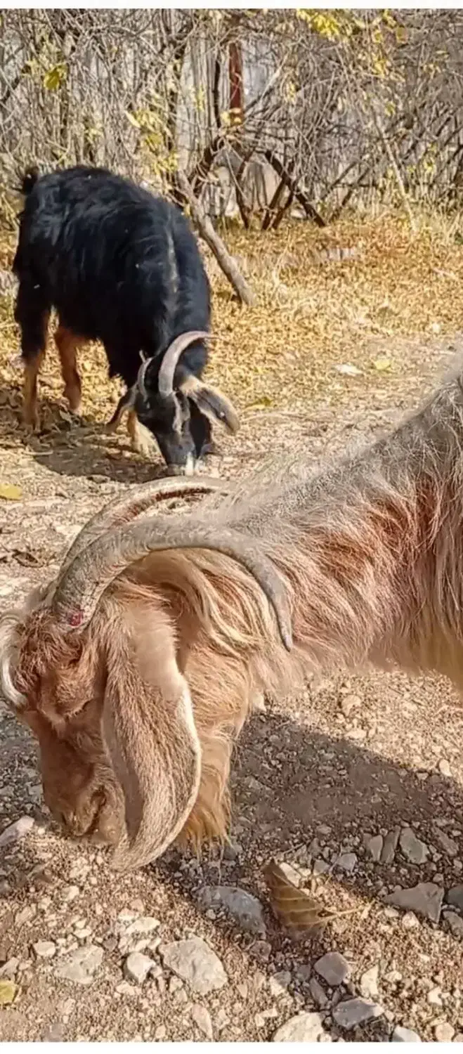 فروش فوری 5 عدد بز محلی با هم|حیوانات مزرعه|جوانرود, |دیوار