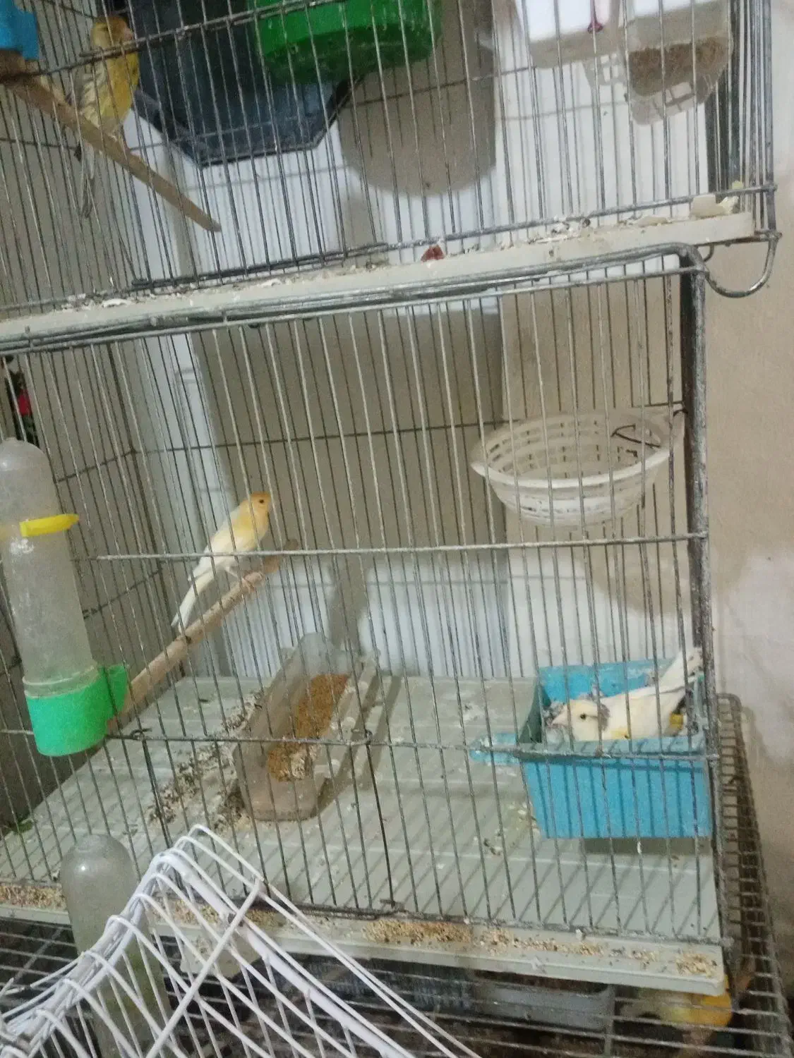 سره و..|پرنده|اراک, |دیوار