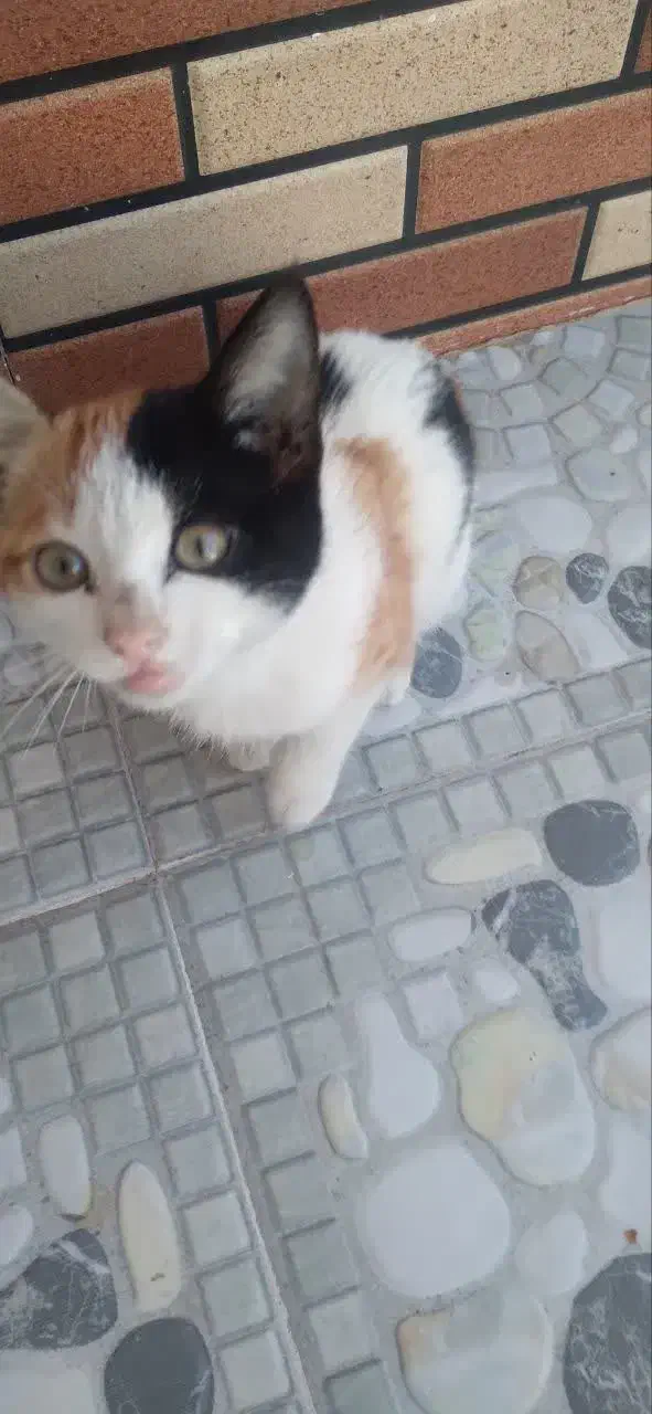 گربه خشوک خونگی|گربه|یزد, |دیوار