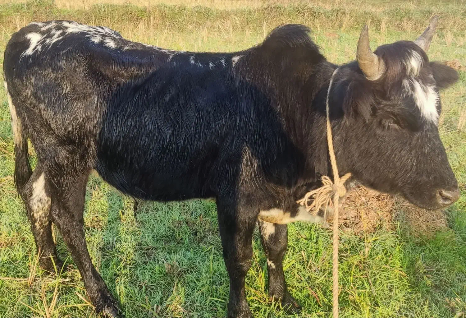 گاو نر چالوسی اصیل. ورزا. لیشه. گوساله|حیوانات مزرعه|رشت, منظریه|دیوار