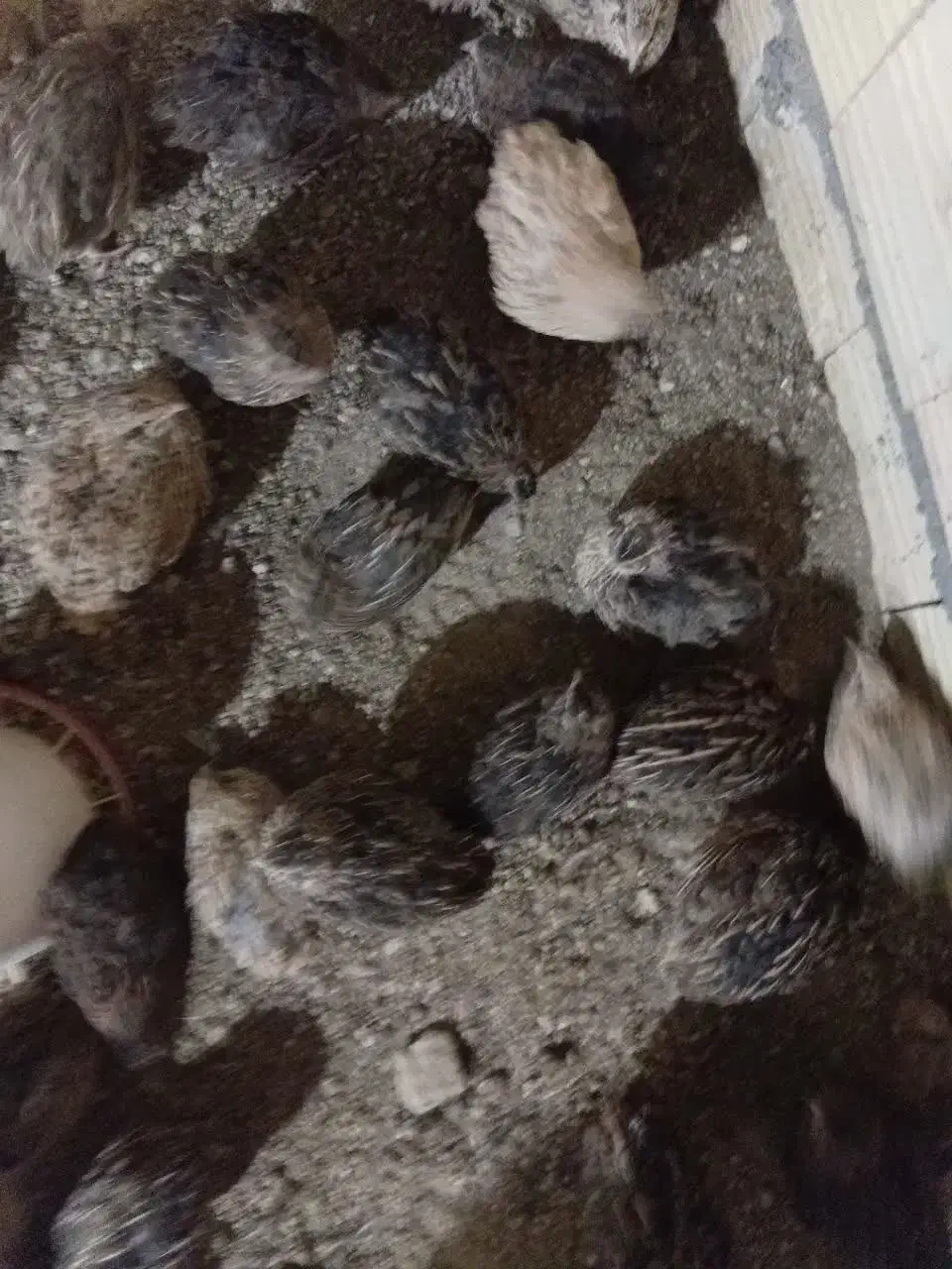 بلدرچین|حیوانات مزرعه|مشهد, کوشک مهدی|دیوار