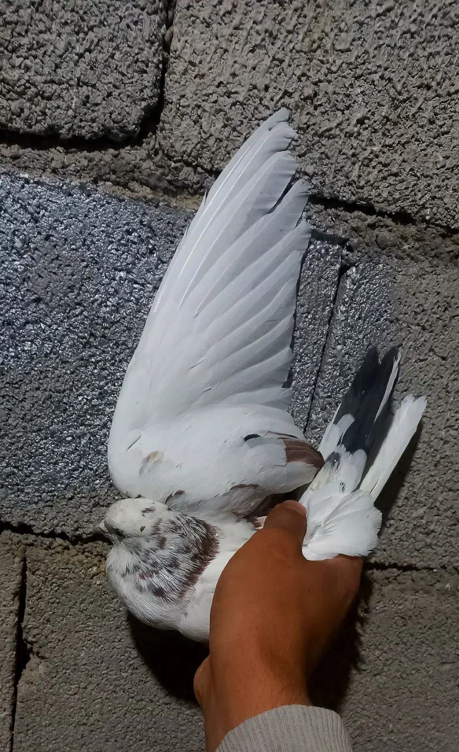 ۶تا کبوتر|پرنده|دره شهر, |دیوار